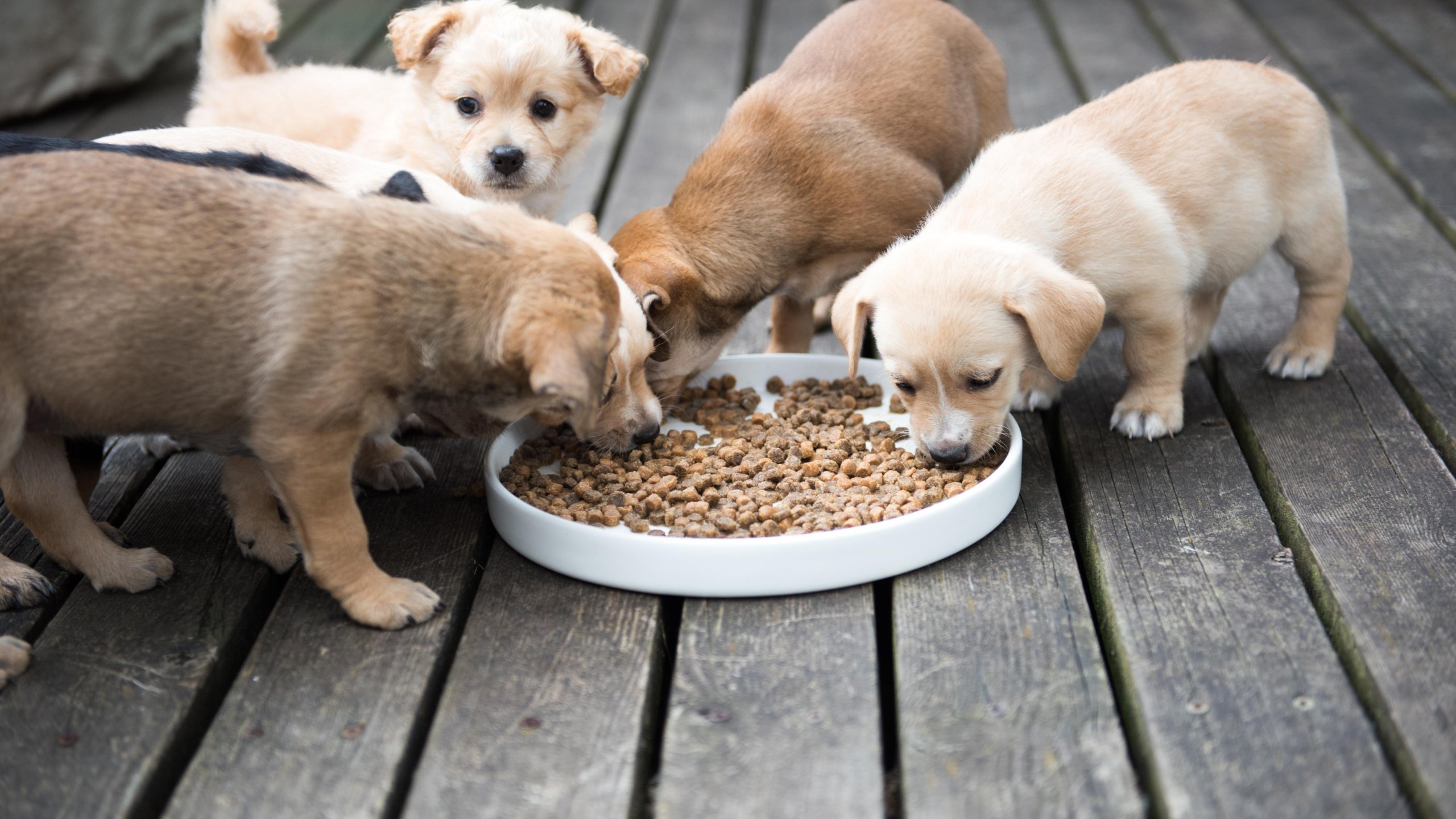 top-dog-pet-food-manufacturing-companies-worldwide